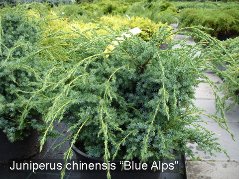 Можжевельник китайский `Блю Альпс`, JUNIPERUS chinensis 'Blue Alps' - Фото №2